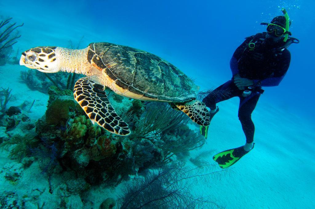 Bohio Dive Resort Cockburn Town Kültér fotó